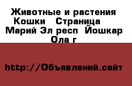 Животные и растения Кошки - Страница 2 . Марий Эл респ.,Йошкар-Ола г.